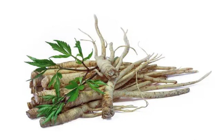 Phát tài nhờ giống cây dại mọc đầy trên núi, 1 triệu/kg, ở Việt Nam cứ tìm là thấy - 1