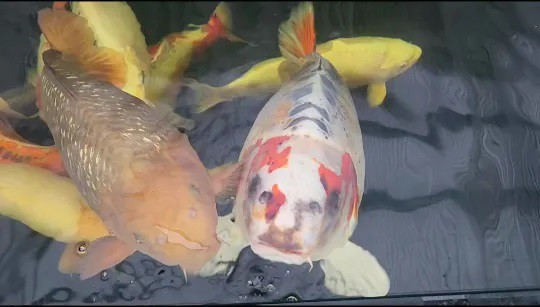 Con cá koi có khuôn mặt giống người. Ảnh: Jam Press/@mal.p144.