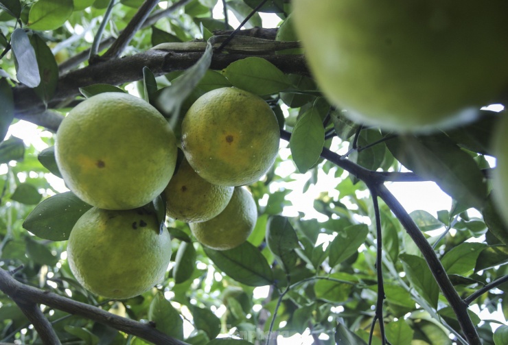 'Đột nhập' vườn cam 3 sao, giá tiền tỷ - 7