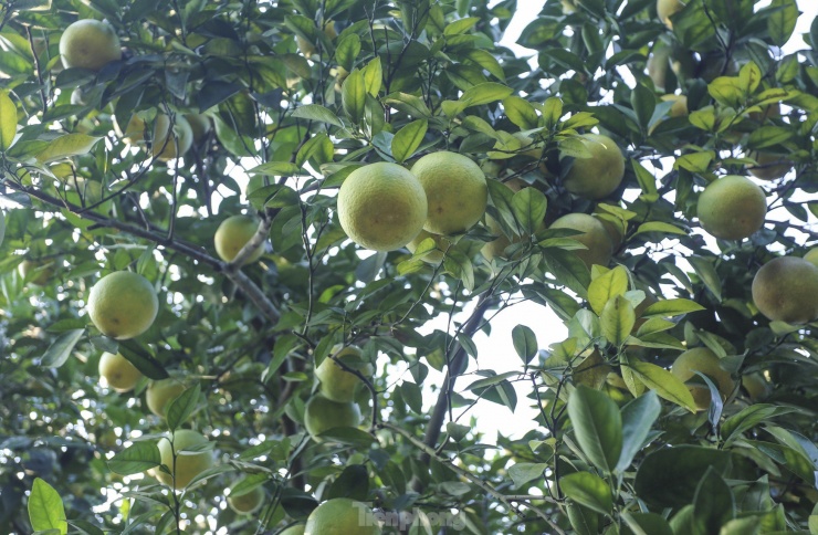 'Đột nhập' vườn cam 3 sao, giá tiền tỷ - 6