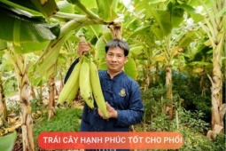 Tin tức sức khỏe - Loại quả được mệnh danh là “trái cây hạnh phúc”, rất giàu dinh dưỡng cho phổi, nhưng thường bị người Việt bỏ qua