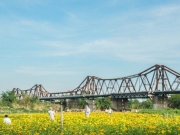 Du lịch - Người trẻ mê mẩn vườn hoa cúc nở rộ dưới chân cầu Long Biên