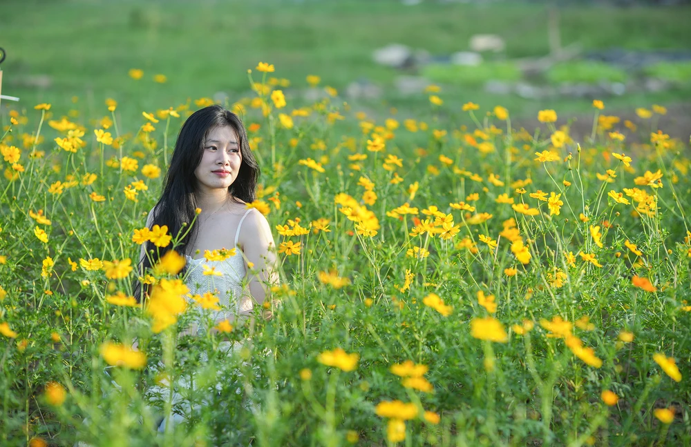 Người trẻ thích thú, tạo dáng bên vườn hoa cúc.