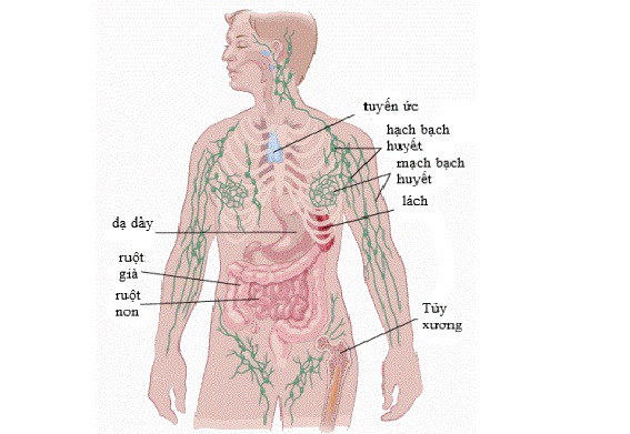 Hạch bạch huyết có thể ở bất cứ bộ phận nào trong cơ thể của bạn. Ảnh minh họa