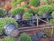 Thị trường - Tiêu dùng - Nông dân Bến Tre nhổ bỏ hàng nghìn chậu cúc mâm xôi trồng để bán Tết
