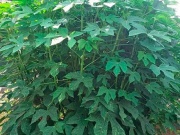 Thị trường - Tiêu dùng - Cây lạ ở hàng rào, nay thành đặc sản nổi tiếng, trồng 2 tháng "hốt bạc"