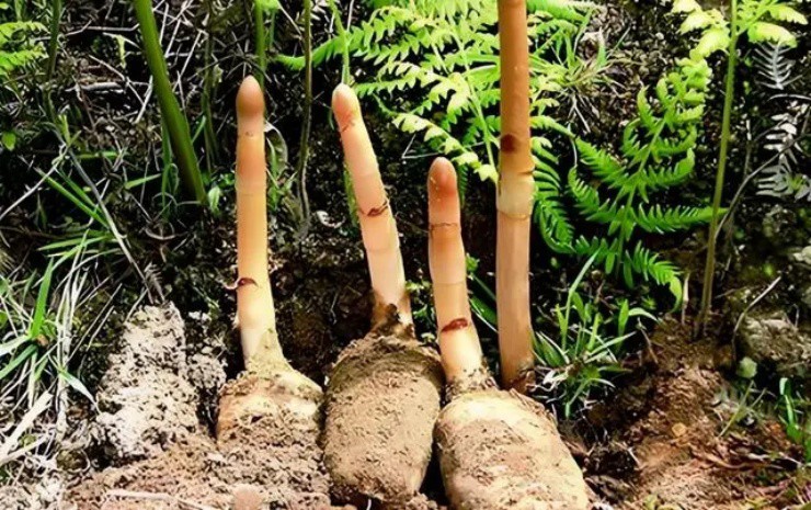 Củ từng có giá vài triệu/kg, nay sụt giá rẻ như cho, nông dân thà bỏ thối chứ không muốn bán - 2