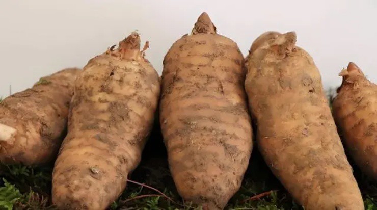 Củ từng có giá vài triệu/kg, nay sụt giá rẻ như cho, nông dân thà bỏ thối chứ không muốn bán - 1