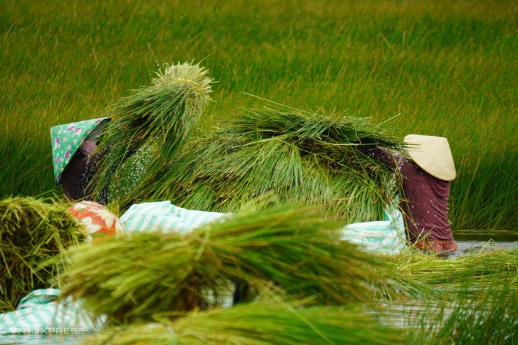 Từng bó năn được quăng lên xuồng "dã chiến". Phương tiện di chuyển làm từ mủ, cột lại 4 gốc để nổi trên mặt nước. “Mủ nhẹ, dễ mang theo, chứ mang theo xuồng để chở sẽ rất vất vả”, chị Phạm Thị Thiểu, một người trong nhóm lao động cho biết.