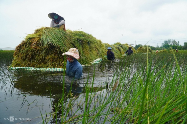 Thu gom xong những bó năn đã cắt, nhóm lao động buộc các tấm mủ lại với nhau và kéo vào bờ. Năn được chất ven đường, chờ xe tải đến chở đi giao cho người mua.