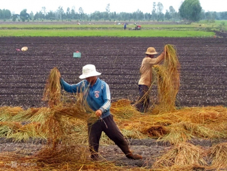 Chủ ruộng kiệu phủ năn lên mặt ruộng đã gieo cây giống. Mỗi công kiệu dùng năn để phủ có giá 6-6,5 triệu đồng, mang lại hiệu quả cao hơn các chất phủ khác như rơm hoặc bạt.