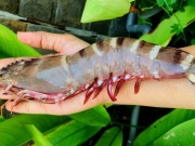 Thị trường - Tiêu dùng - Tôm sú biển 'khổng lồ' đắt hơn tôm hùm