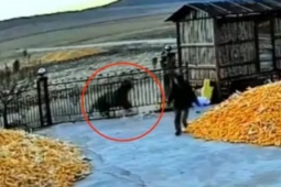 Video: Ra cổng xem con hổ vừa chạy qua, người đàn ông không ngờ về diễn biến sau đó