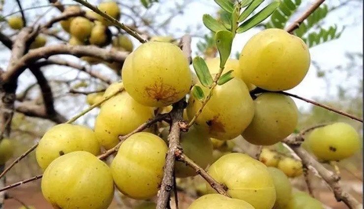 Quả dại ăn là muốn nôn, nay mang ra chợ bán thu gần 200.000đ/kg - 3