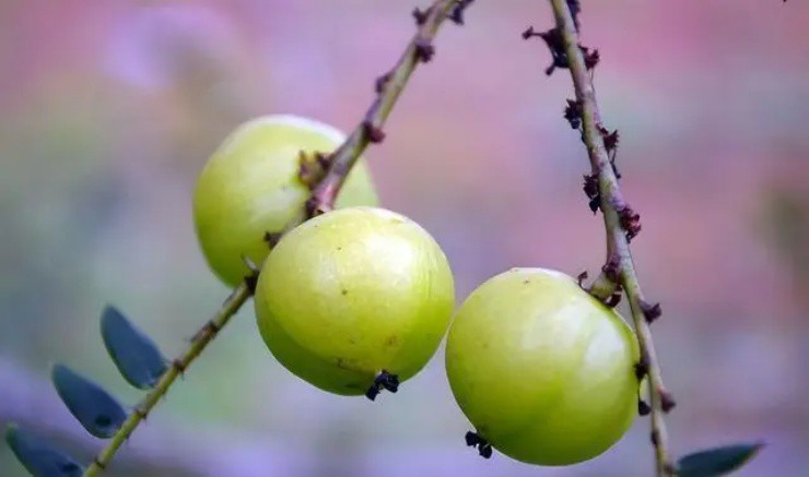 Quả dại ăn là muốn nôn, nay mang ra chợ bán thu gần 200.000đ/kg - 1