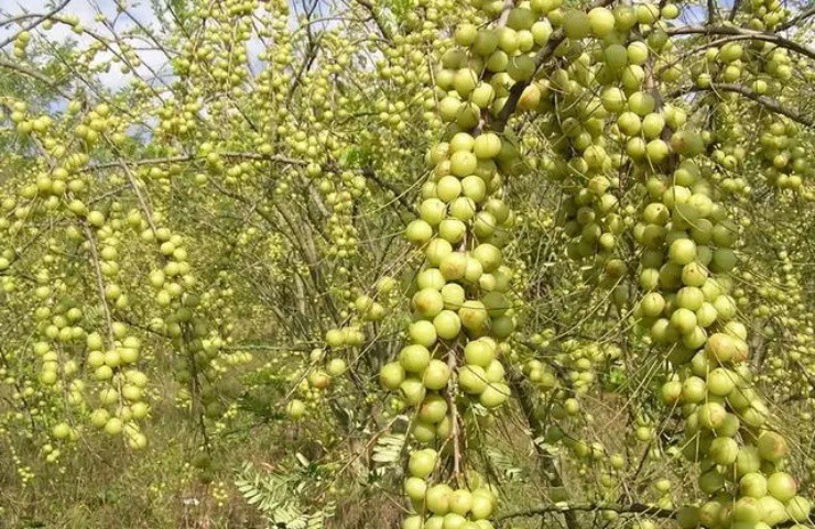 Quả dại ăn là muốn nôn, nay mang ra chợ bán thu gần 200.000đ/kg - 2