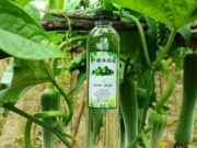 Thị trường - Tiêu dùng - Hứng “vàng lỏng” từ giống cây quen thuộc mà kiếm gần 300 tỉ/năm
