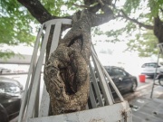Hà Nội sẽ tháo bỏ ‘gông’ sắt làm tổn thương hàng cây sưa đỏ trị giá bạc tỷ