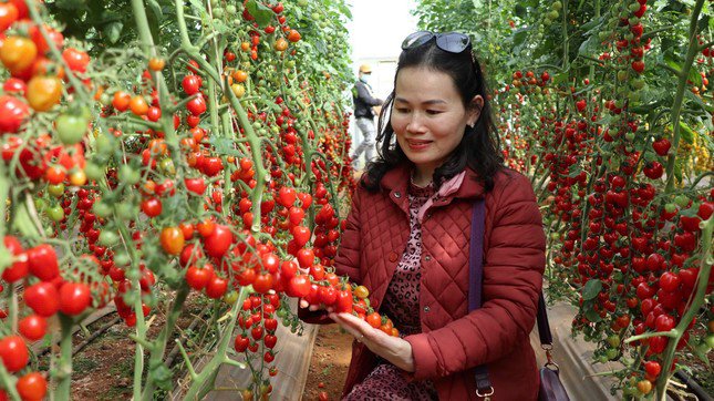 Lâm Đồng dự kiến đón khoảng 2 triệu lượt khách đến Đà Lạt dịp Festival hoa.