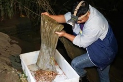 Thị trường - Tiêu dùng - “Đông trùng hạ thảo dưới nước” ở Việt Nam có đầy, là đặc sản gớm ghiếc nhưng siêu đắt đỏ