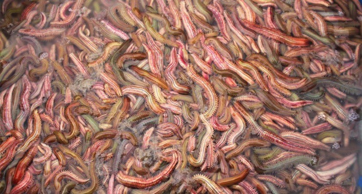 “Đông trùng hạ thảo dưới nước” ở Việt Nam có đầy, là đặc sản gớm ghiếc nhưng siêu đắt đỏ - 1