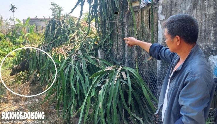 Hiện tại con trâu điên đã được khống chế tại vườn trồng thanh long của gia đình ông Phạm Đình Năm (thôn 4, xã Vạn Phúc). Ảnh: Đ.Tùy.
