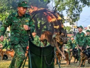 Tin tức trong ngày - Quân khuyển xếp hình, đặc công phô diễn võ thuật