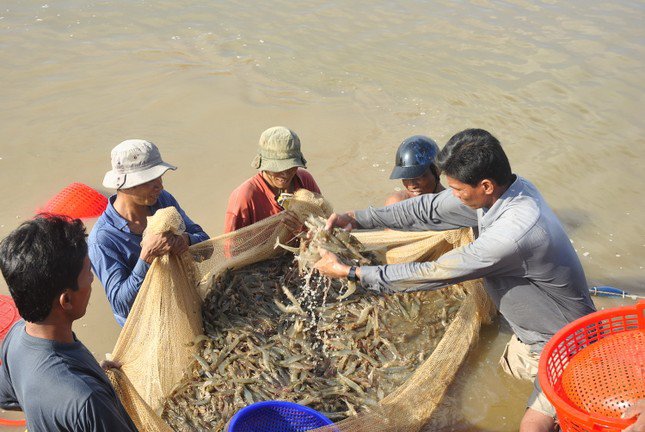 Thu hoạch tôm ở ĐBSCL.