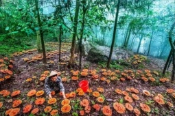 Thị trường - Tiêu dùng - Cả làng trồng thứ &quot;lùn tịt&quot;, rao bán vài chục triệu đồng/kg vẫn ùn ùn người mua