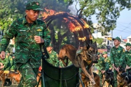 Tin tức trong ngày - Quân khuyển xếp hình, đặc công phô diễn võ thuật