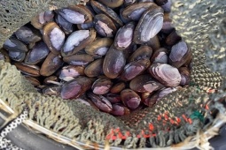 Đặc sản "tiến vua" có tên vô cùng lạ, xưa rẻ như cho nay dân bắt bán 180.000 đồng/kg "hốt bạc"