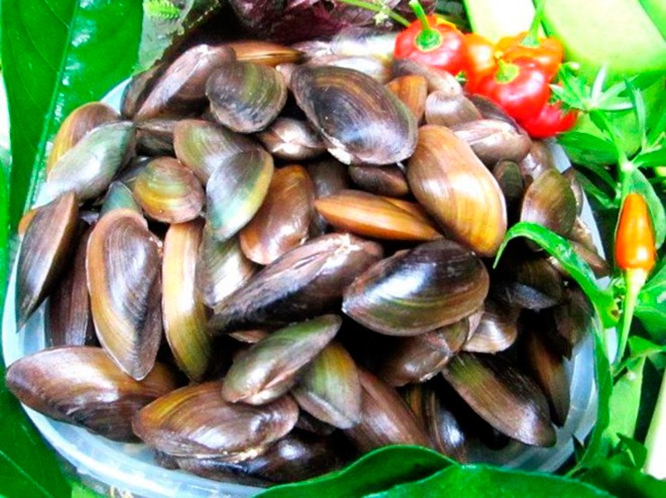 Phi sống sâu dưới cát cả nửa mét, hai chiếc tua dài như hai sợi râu thò lên mặt đất ăn sinh vật phù du. Tua của chúng cũng chính là hai chiếc &#34;ăng ten&#34; cực kỳ nhạy, có bất cứ động tĩnh gì nó sẽ chui sâu dưới cát.&nbsp;
