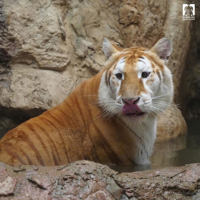 Nhiều người đã bị thu hút bởi vẻ ngoài đặc biệt của Eva. Ảnh: Chiang Mai Night Safari