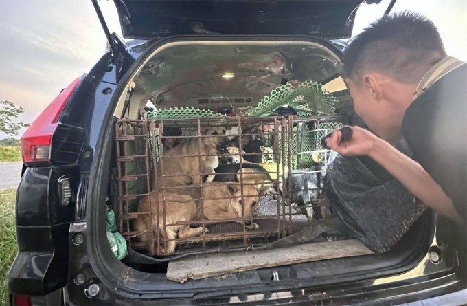 Chó bắt trộm được chở bằng ôtô đưa đi tiêu thụ. Ảnh: Công an cung cấp