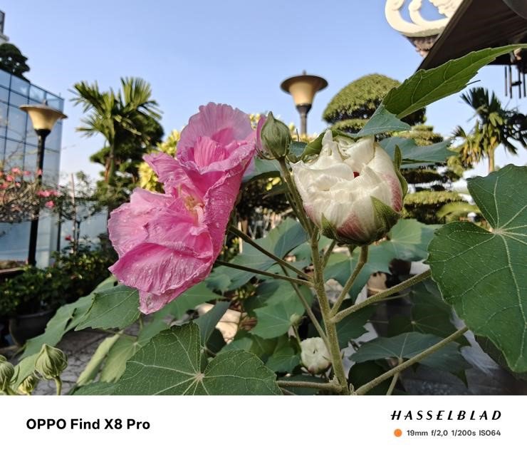 Hình ảnh chụp từ Find X8 Pro