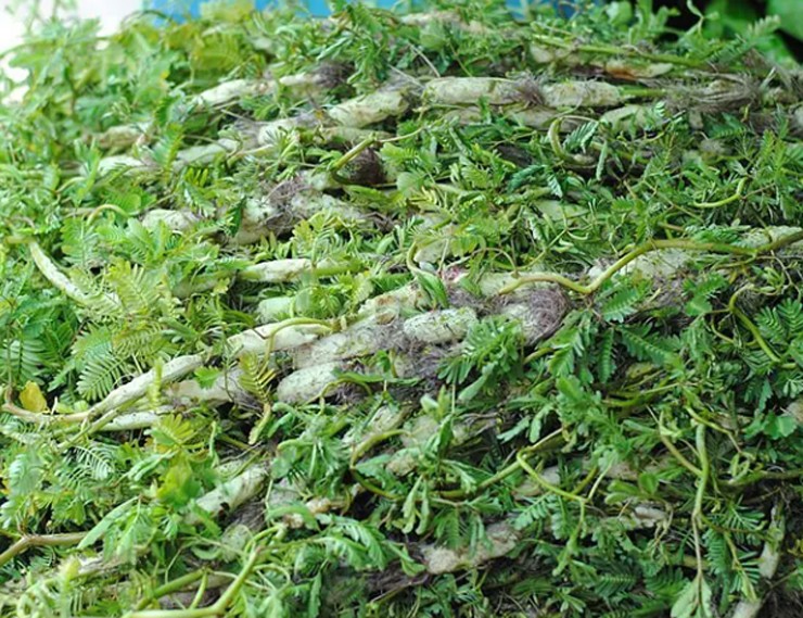 Trồng rau nhút chi phí đầu tư thấp, dễ trồng, dễ chăm sóc, ít sâu bệnh, thời gia thu hoạch ngắn, phù hợp với người ít vốn.
