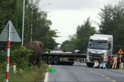 Tin tức trong ngày - Quảng Nam: 1 con voi sổng chuồng lang thang trên đường