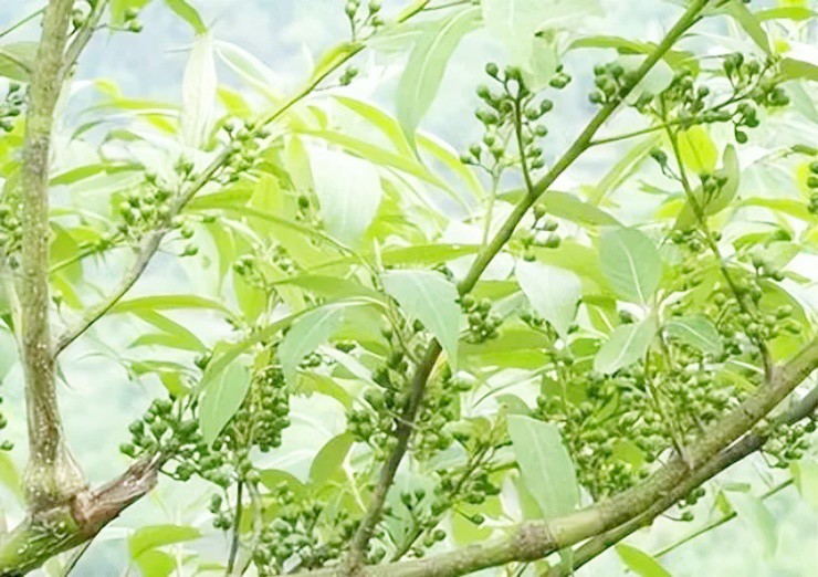 Quả dại xưa rụng thối không ai nhặt, nay dân đổ xô trồng để hốt bạc - 1