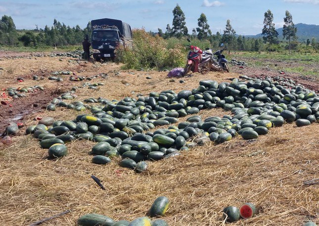 Nhiều đống dưa gom lại nhiều ngày đợi thương lái tới mua.