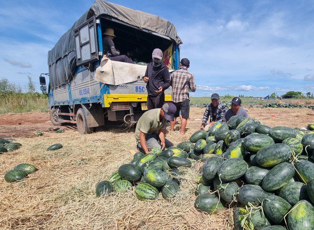 Người dân phân loại, chọn dưa tốt nhất mới dễ bán.