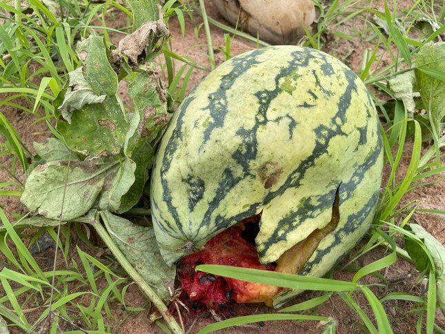 Dưa hấu thối khắp ruộng.