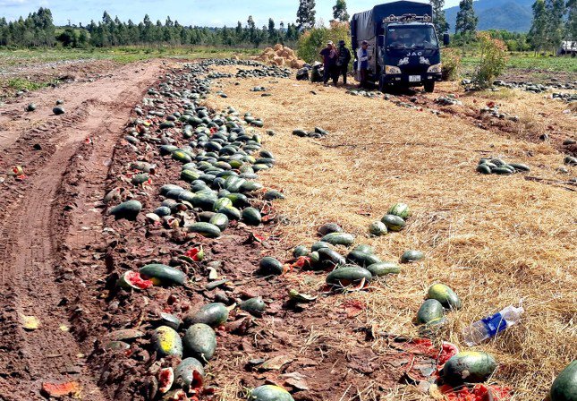 Cả những quả dưa trên 4 kg cũng bị vứt bỏ khắp nơi.