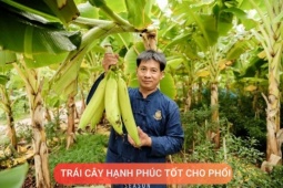 Tin tức sức khỏe - Loại quả được mệnh danh là “trái cây hạnh phúc”, rất giàu dinh dưỡng cho phổi, nhưng thường bị người Việt bỏ qua