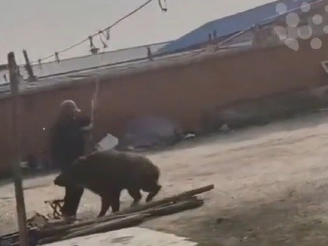 Lợn rừng nặng 300kg lao tới cắn người đàn ông ngay trong sân nhà