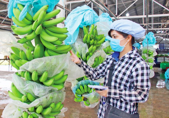 Chuối Việt Nam cũng đang “làm trùm” trên thị trường Trung Quốc (ảnh: Dân Việt).