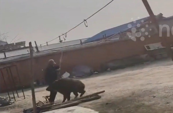 Lợn rừng lao tới cắn người đàn ông.