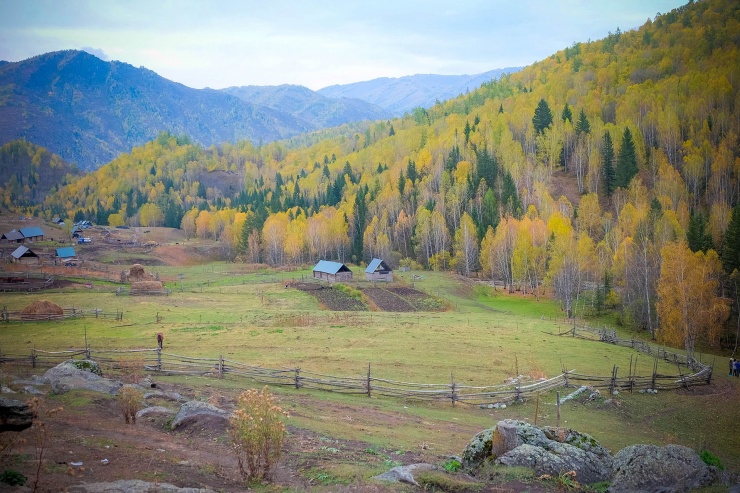 Rừng bạch dương bạt ngàn bao trọn lấy ngôi làng
