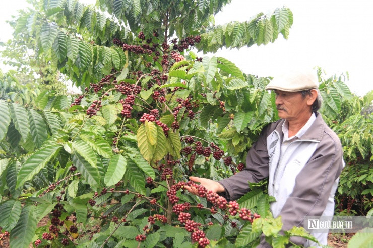 Những cây cà phê chi chít quả từ gốc đến ngọn.
