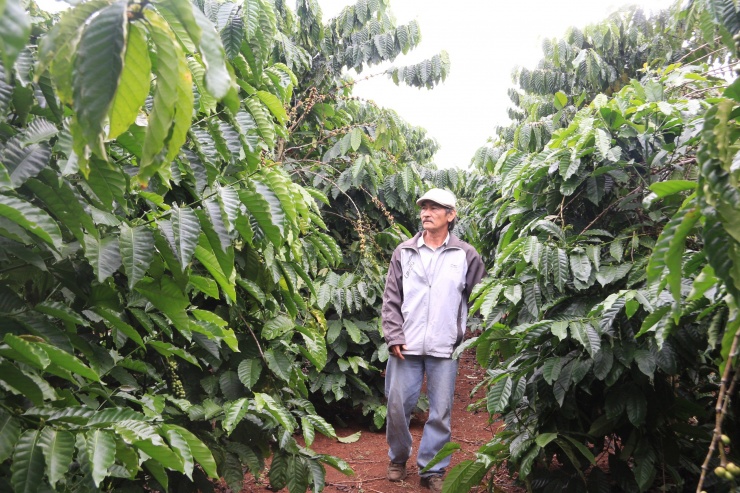 Ông Nguyễn An Sơn cho biết, phương pháp canh tác cà phê đa thân giúp gia đình ông Sơn không tốn quá nhiều nhân công để làm cành, vặt chồi, cây cũng không phát sinh các chồi vượt, cành tăm.