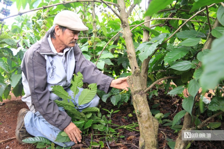 Một gốc cà phê có nhiều thân khỏe mạnh.
